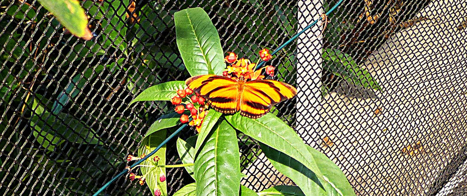 Schmetterlinge im Botanischen Garten Augsburg