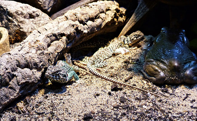 Der Reptilienzoo in Füssen