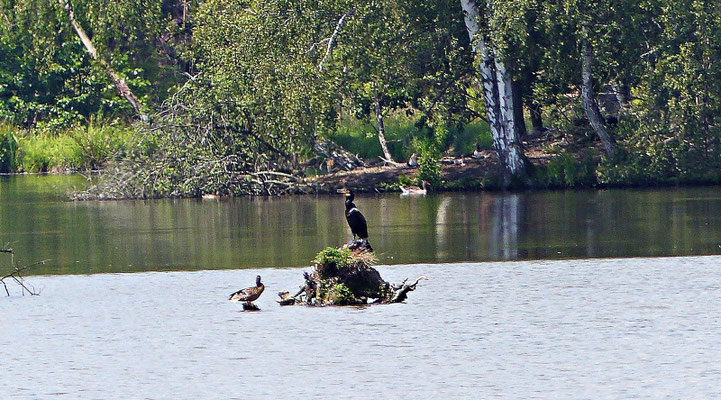 Kormoran