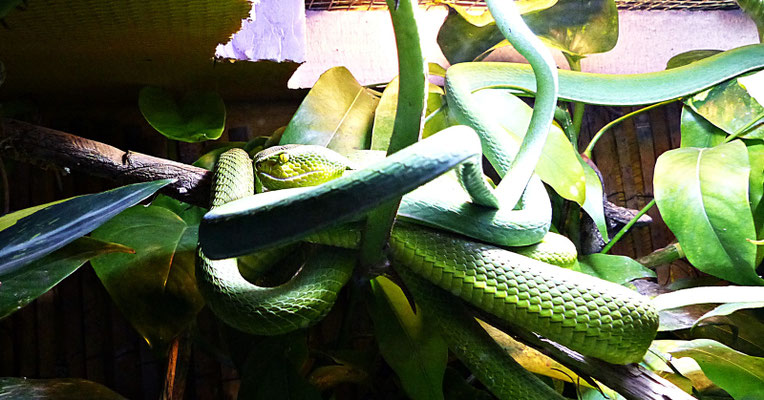 Die Schlangenwelt im Reptilienzoo