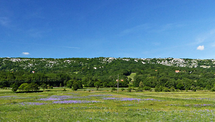 Kräuterwiese