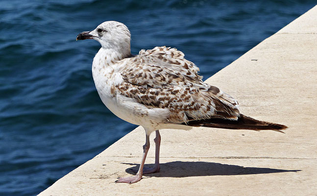 Zadar