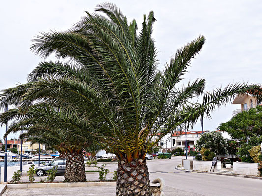 Rogoznica