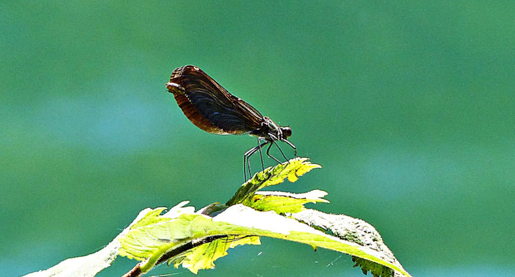 Libelle