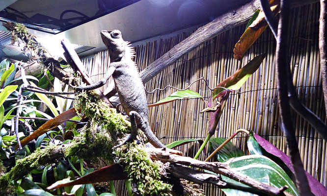 Der Reptilienzoo in Füssen