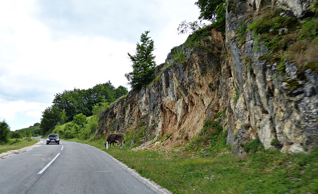 Freilaufende Rinder