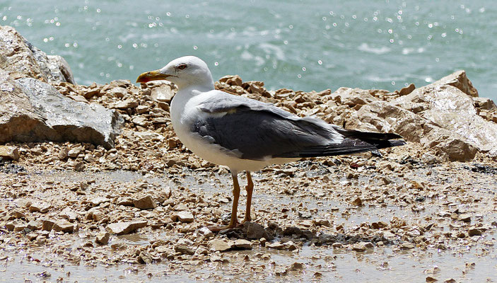 Schöne Möwe