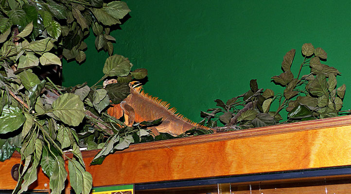 Der Reptilienzoo in Füssen