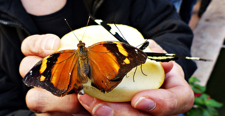 Schmetterlinge im Botanischen Garten Augsburg