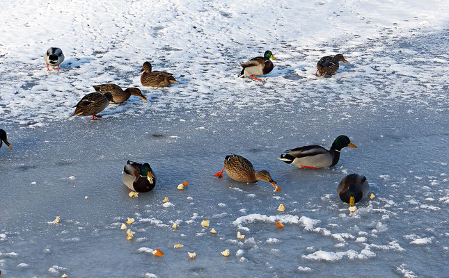 Der Lech bei Scheuring im Winter