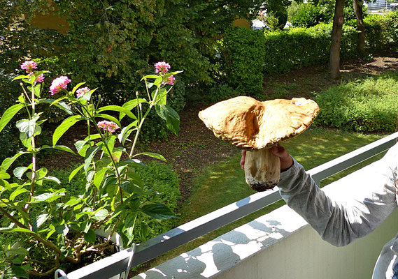 Großer Steinpilz Gewicht 615 Gramm