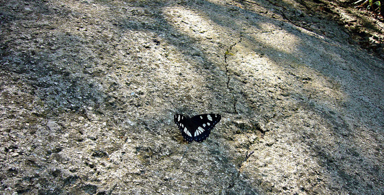 Schmetterling