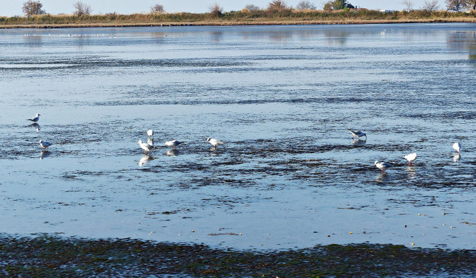 Tolle Tierwelt im Delta