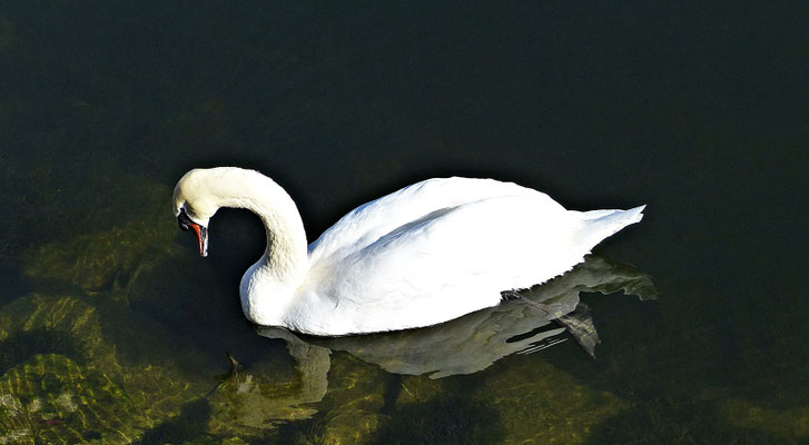 Herrliche Natur beim Lech