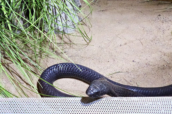 Die Schlangenwelt im Reptilienzoo