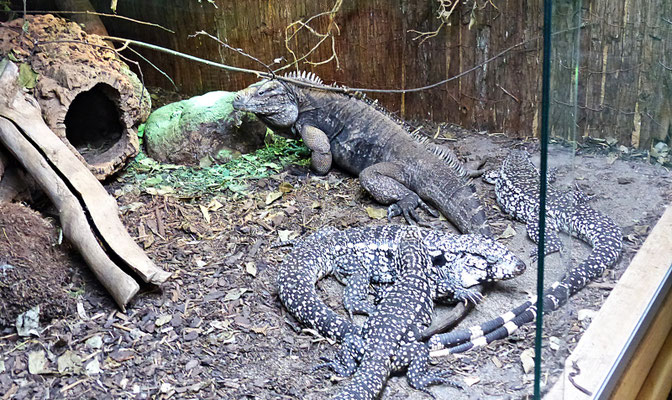 Der Reptilienzoo in Füssen