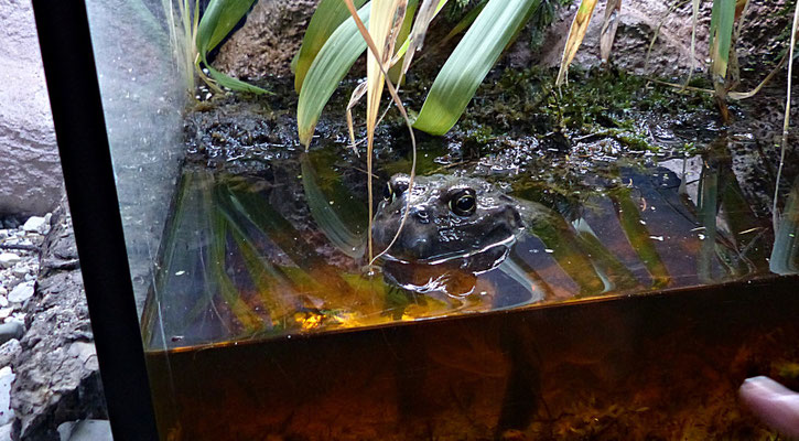 Der Reptilienzoo in Füssen