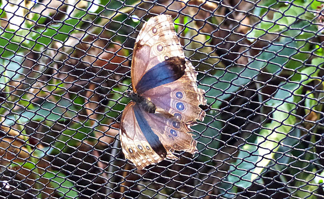 Schmetterlinge im Botanischen Garten Augsburg