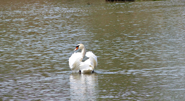 Schöner Schwan