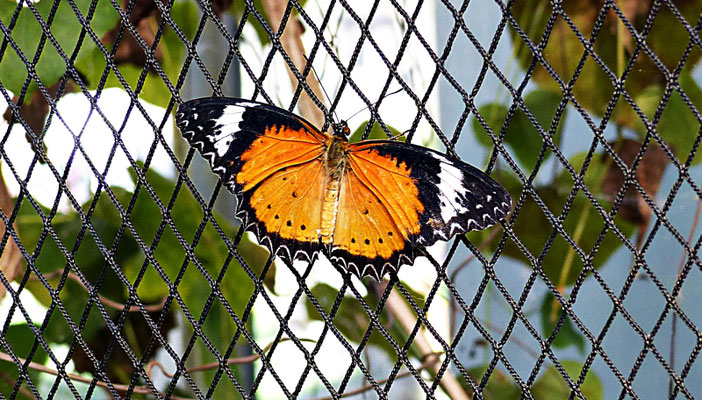 Schmetterlinge im Botanischen Garten Augsburg