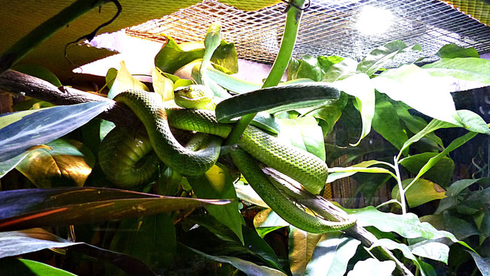 Die Schlangenwelt im Reptilienzoo