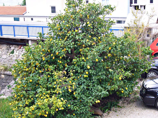 Der Zitronenbaum im Hof