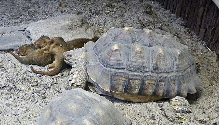 Der Reptilienzoo in Füssen