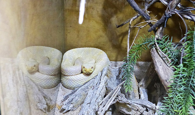 Die Schlangenwelt im Reptilienzoo
