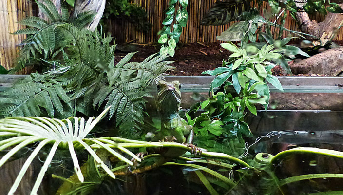 Der Reptilienzoo in Füssen