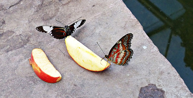 Schmetterlinge im Botanischen Garten Augsburg