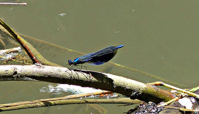 Libelle