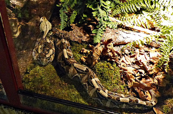 Die Schlangenwelt im Reptilienzoo