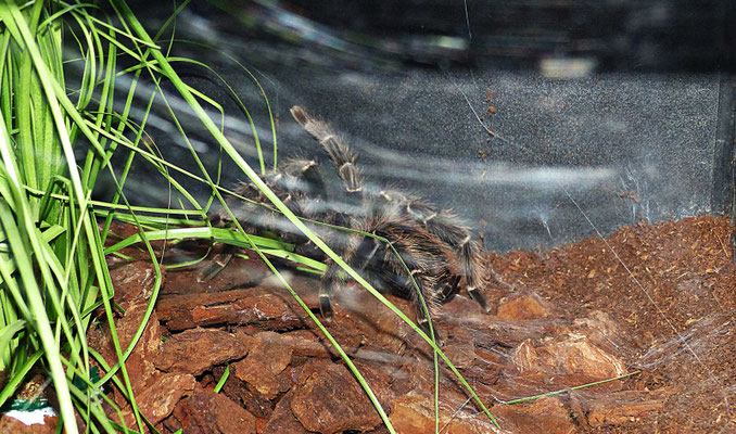 Der Reptilienzoo in Füssen