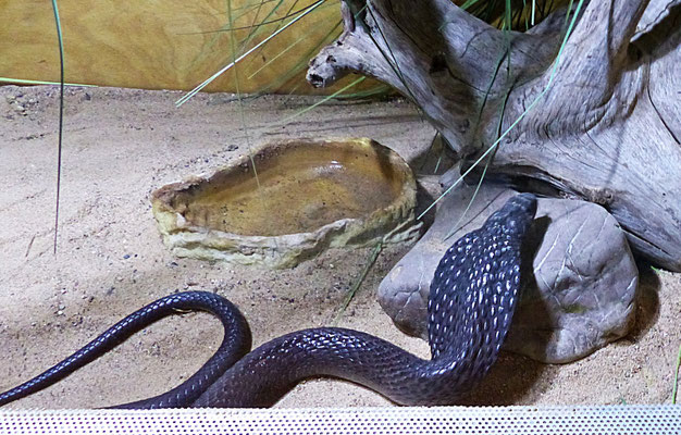Die Schlangenwelt im Reptilienzoo