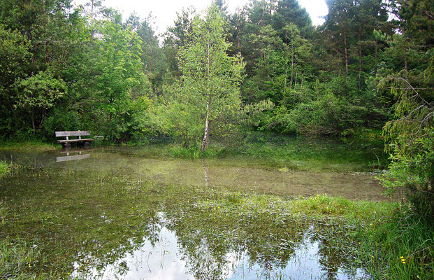 Hochwasser im Biotop