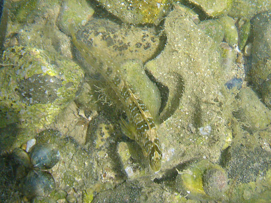 Fisch