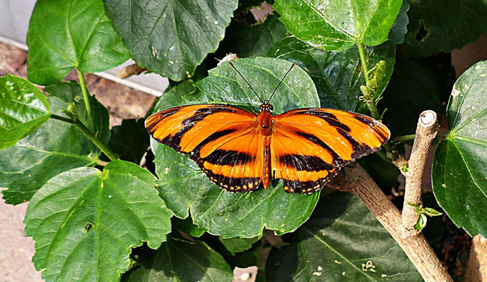 Schmetterlinge im Botanischen Garten Augsburg