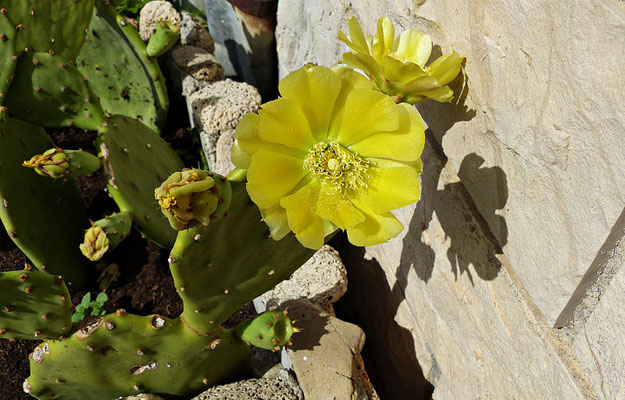 Schöne Kaktusblüte