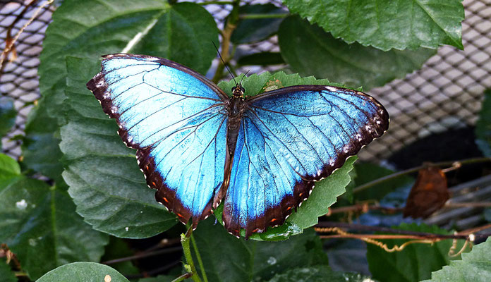 Schmetterlinge im Botanischen Garten Augsburg