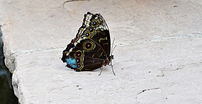 Schmetterlinge im Botanischen Garten Augsburg