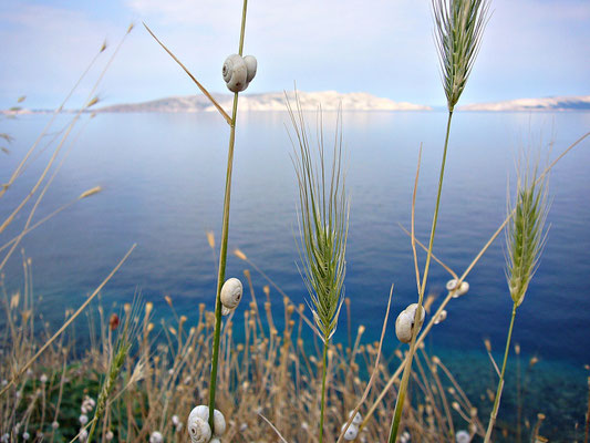 Im Kvarner