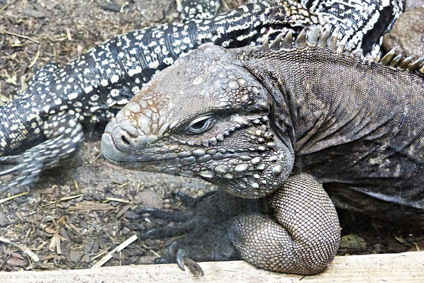 Der Reptilienzoo in Füssen