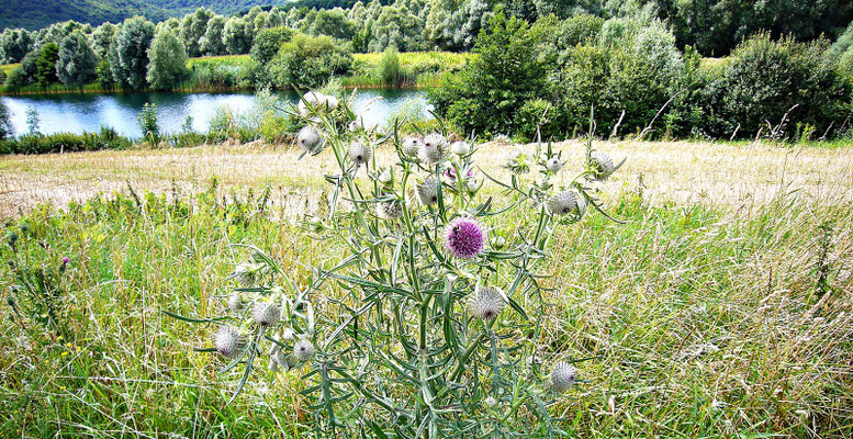 An der Mosel