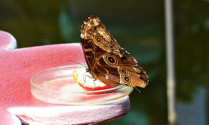 Schmetterlinge im Botanischen Garten Augsburg