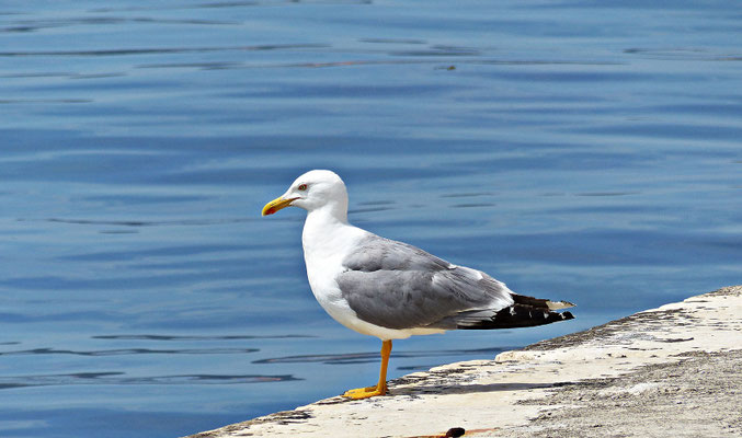 Möve