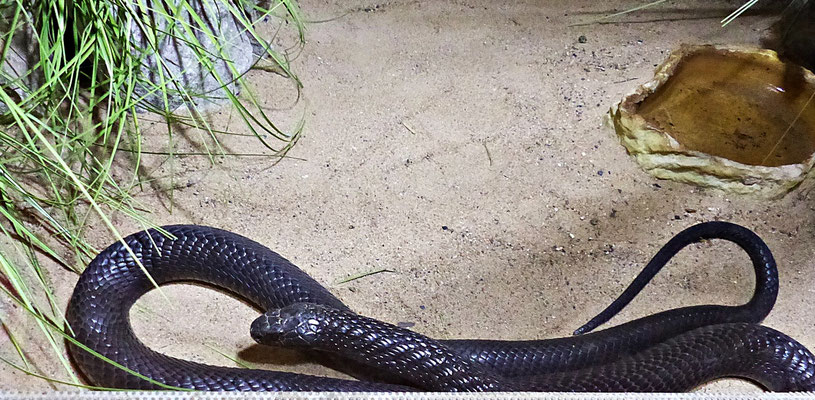 Die Schlangenwelt im Reptilienzoo