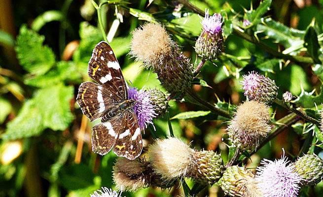Die Natur beim Auerberg