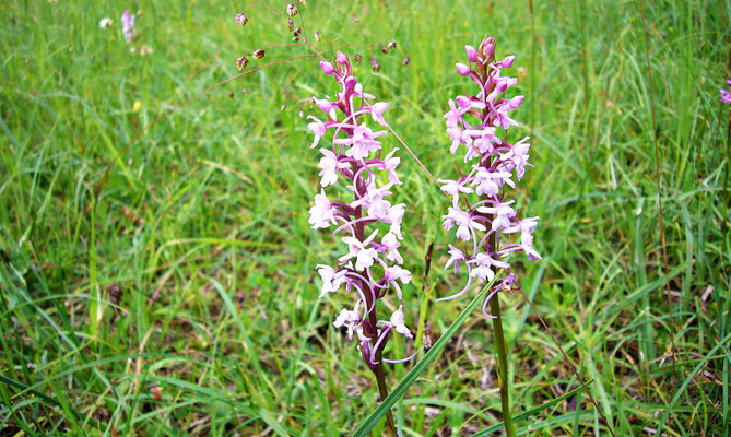 Schöne Blume