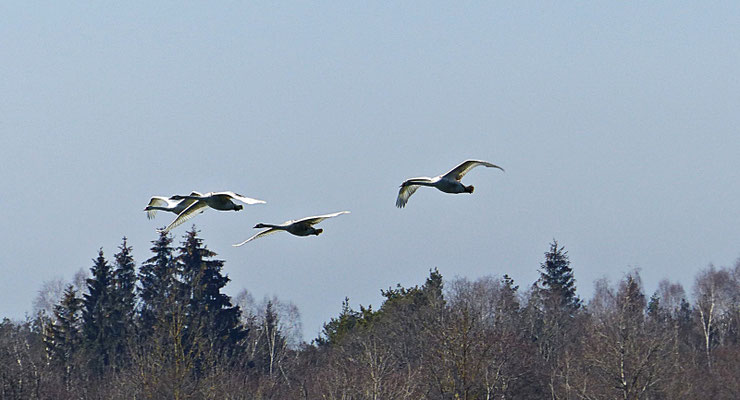 Die Tierwelt bei Scheuring