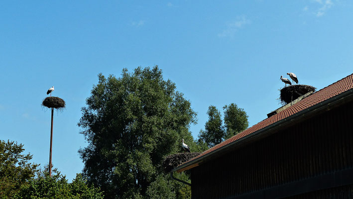 Der Affenberg von Salem